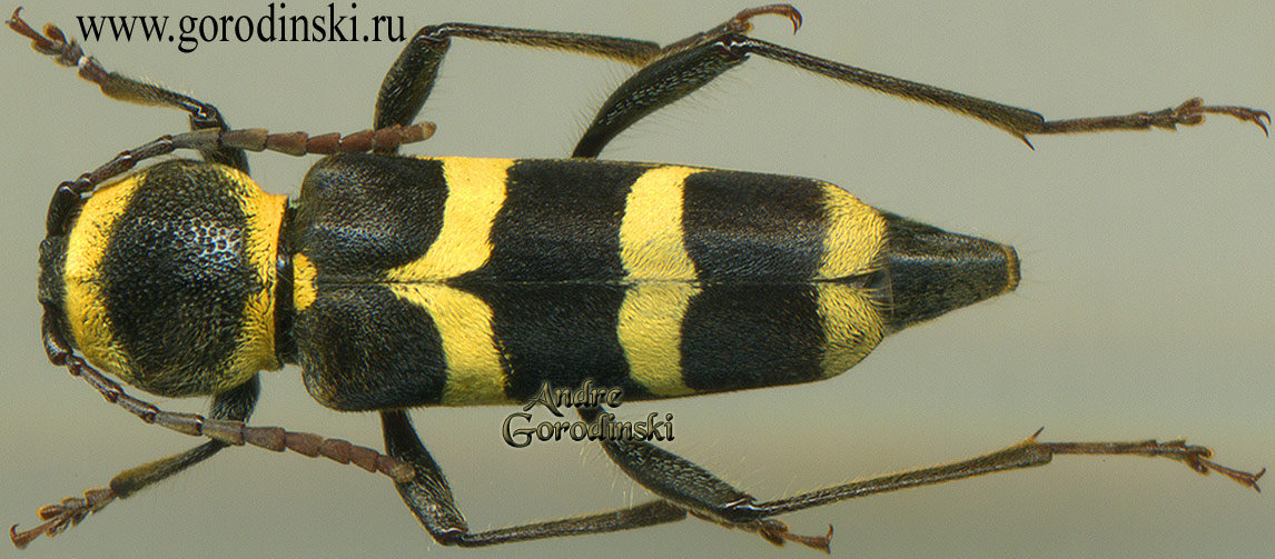 http://www.gorodinski.ru/cerambyx/Calloides magnificus.jpg